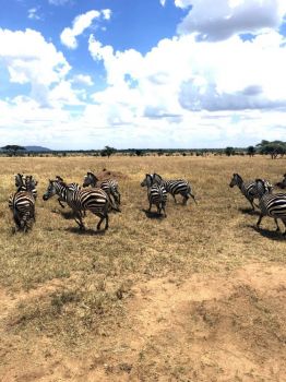  Urokliwe pasiaste zebry 